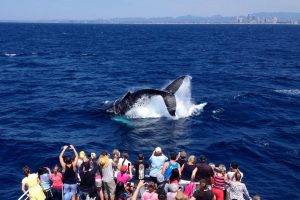 Whale show on the Gold Coast