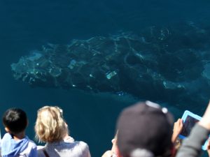 whale in water