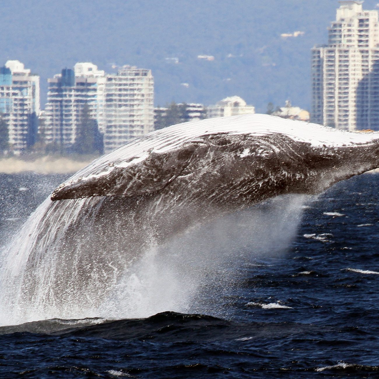 Whale Watching on the Gold Coast