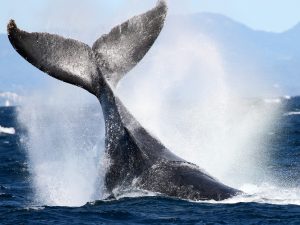 Whale Watching Gold Coast and whale tail