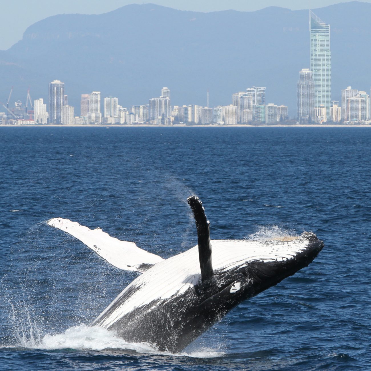 Whale Watching Gold Coast and a amazing jump