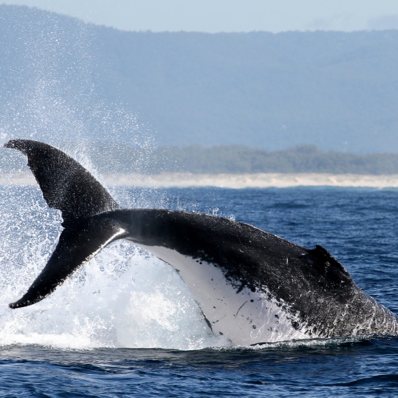 Whale tail Gold Coast