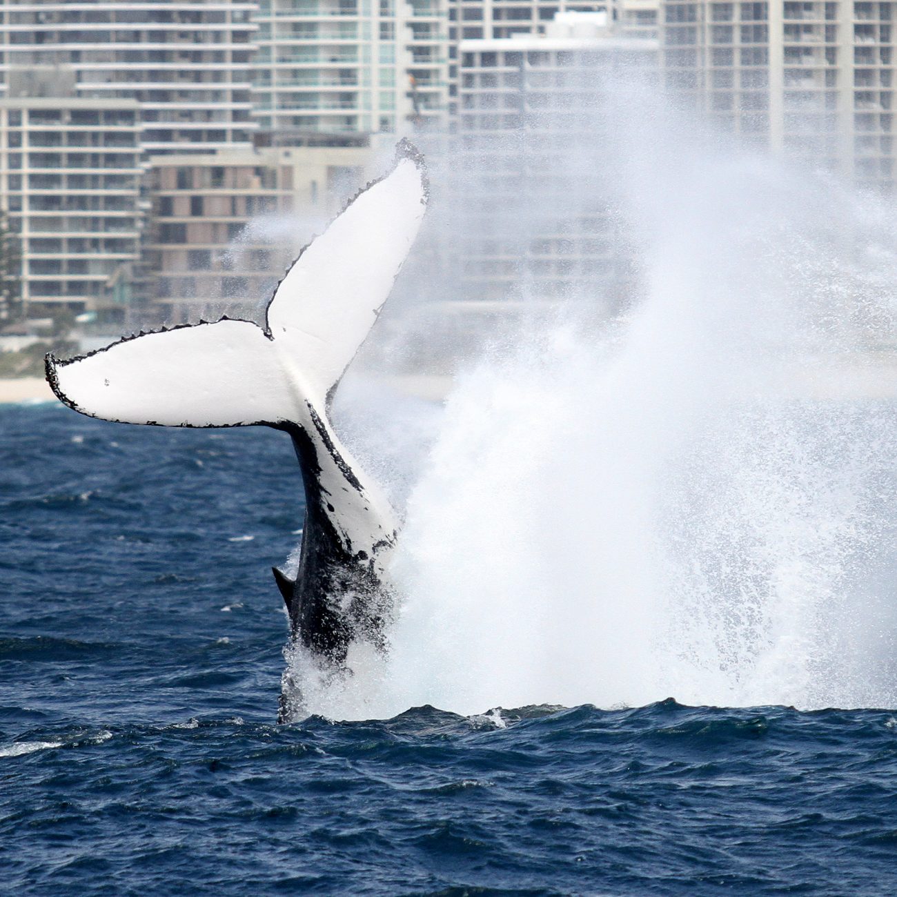 Whale watching Gold Coast