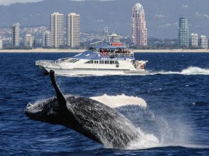 Whale spirit of gold coast