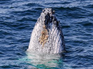 Whale heading