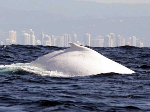 ABout Migaloo Spotted by Spirit